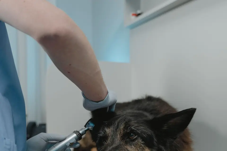 Médico veterinario revisa el oído de un perro durante una evaluación de piel.