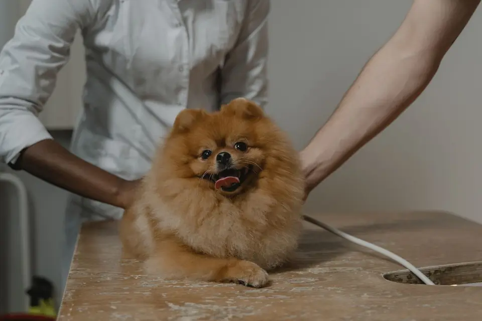 Perro sobre la mesa de examen durante una evaluación clínica.