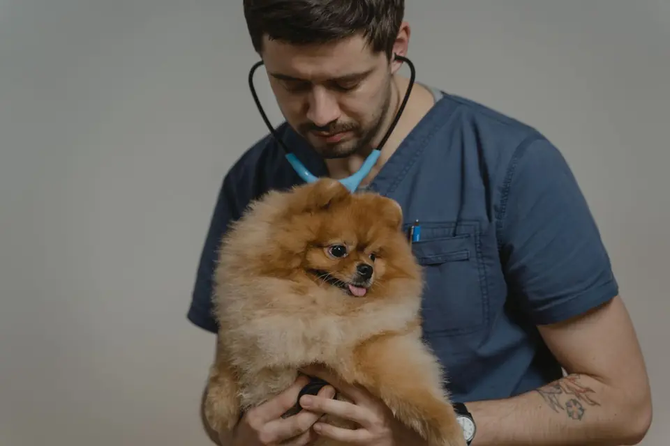 Médico veterinario ausculta a un perro durante la evaluación clínica.